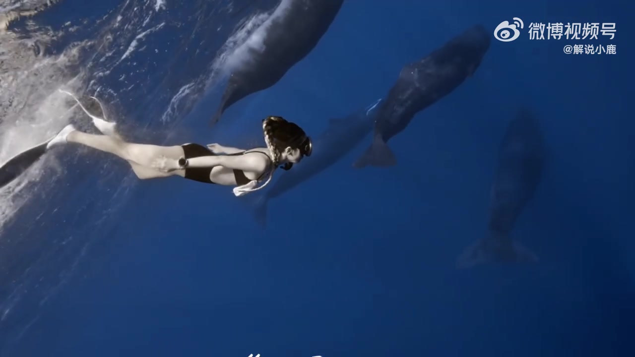 KPL女解说小鹿分享比基尼潜水视频：遇到抹香鲸🐋震撼无法形容